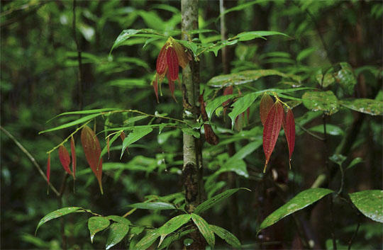   (Kanneliya Forest)