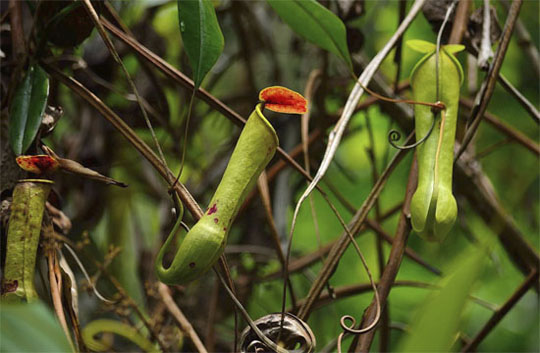   (Kanneliya Forest)