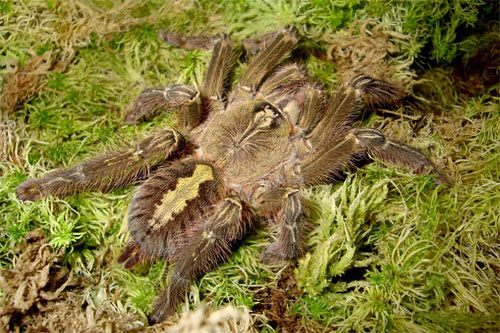   (Poecilotheria rufilata)