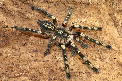   (Poecilotheria subfusca)