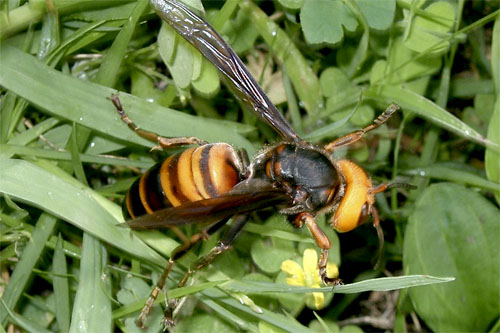    (Vespa mandarinia)