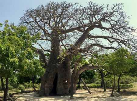   (Mannar Island)